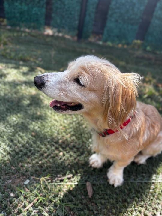 Sybil, Adoptable, Senior Female Cocker Spaniel.