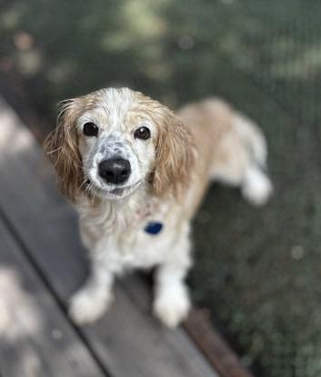 Enlarge Sybil, a Adoptable Cocker Spaniel in Austin, TX image 2/6
