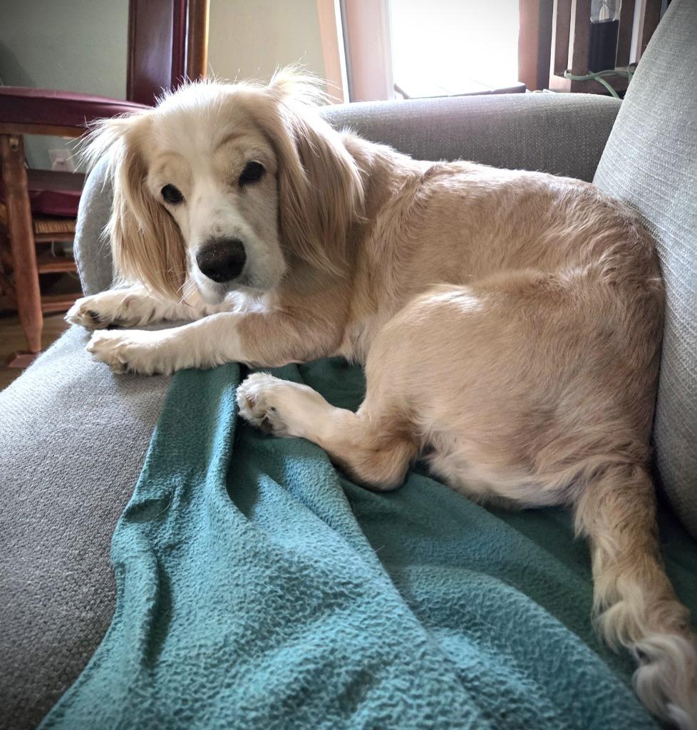 Enlarge Sybil, a Adoptable Cocker Spaniel in Austin, TX image 3/6