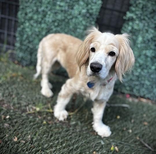 Enlarge Sybil, a Adoptable Cocker Spaniel in Austin, TX image 4/6
