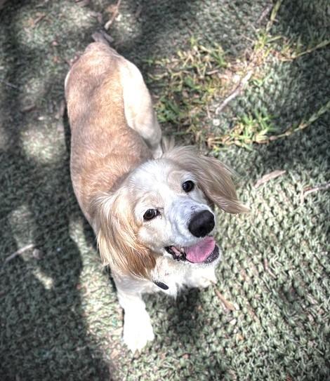 Enlarge Sybil, a Adoptable Cocker Spaniel in Austin, TX image 6/6