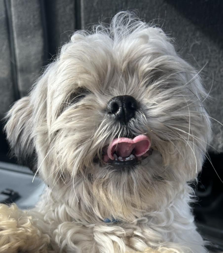 Fluffy, Adoptable, Adult Male Shih Tzu.