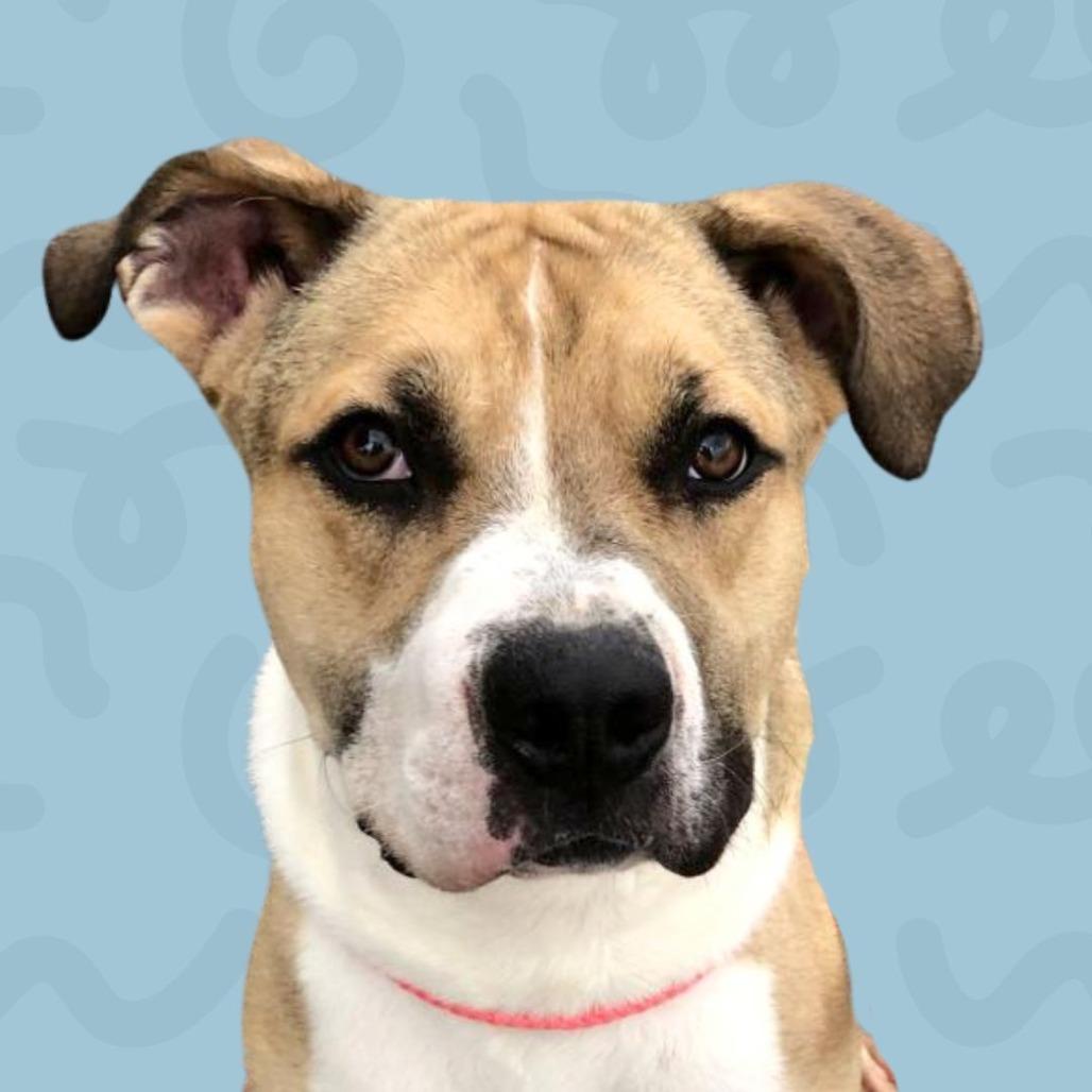 Stew, Adoptable, Adult Male Pit Bull Terrier.