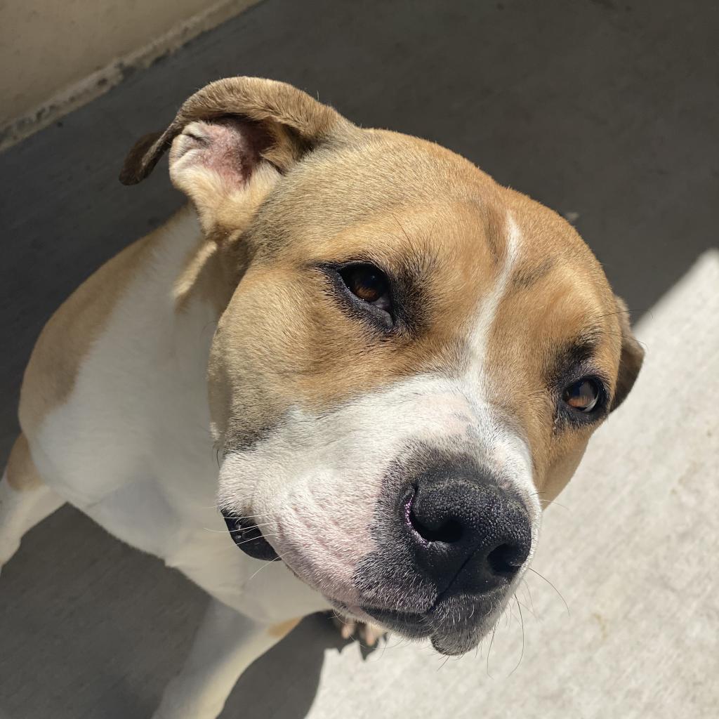 Stew, Adoptable, Adult Male Pit Bull Terrier.