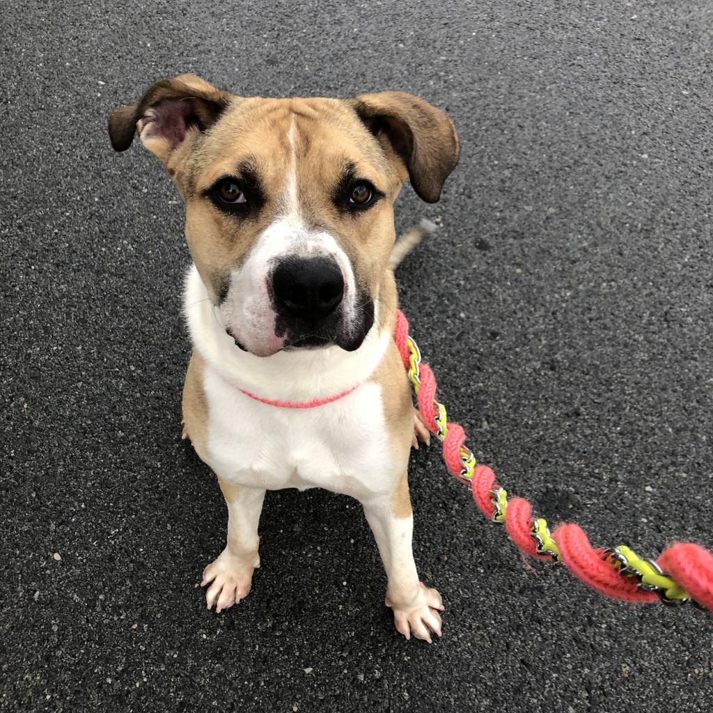 Enlarge Stew, a Adoptable mixed breed in Reno, NV image 2/6