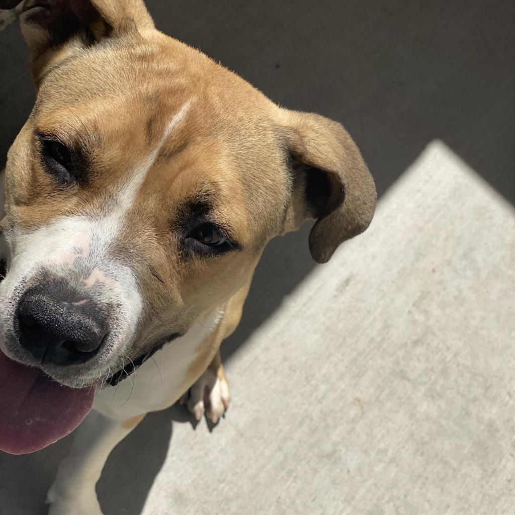 Enlarge Stew, a Adoptable mixed breed in Reno, NV image 4/6