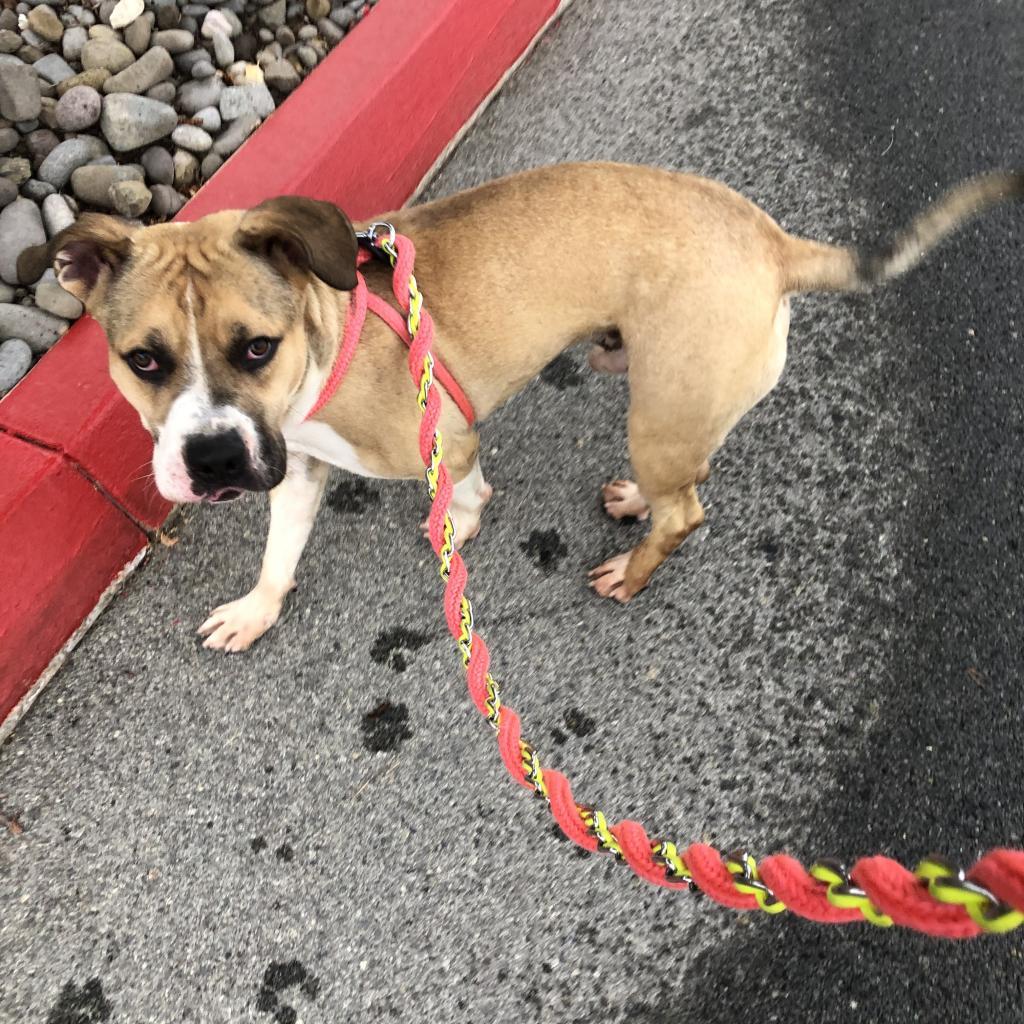 Enlarge Stew, a Adoptable mixed breed in Reno, NV image 5/6