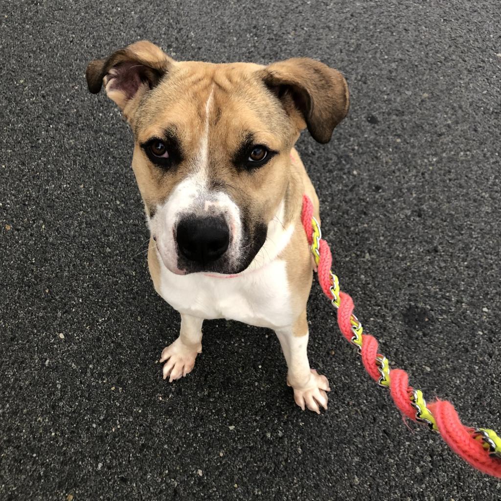 Enlarge Stew, a Adoptable mixed breed in Reno, NV image 6/6