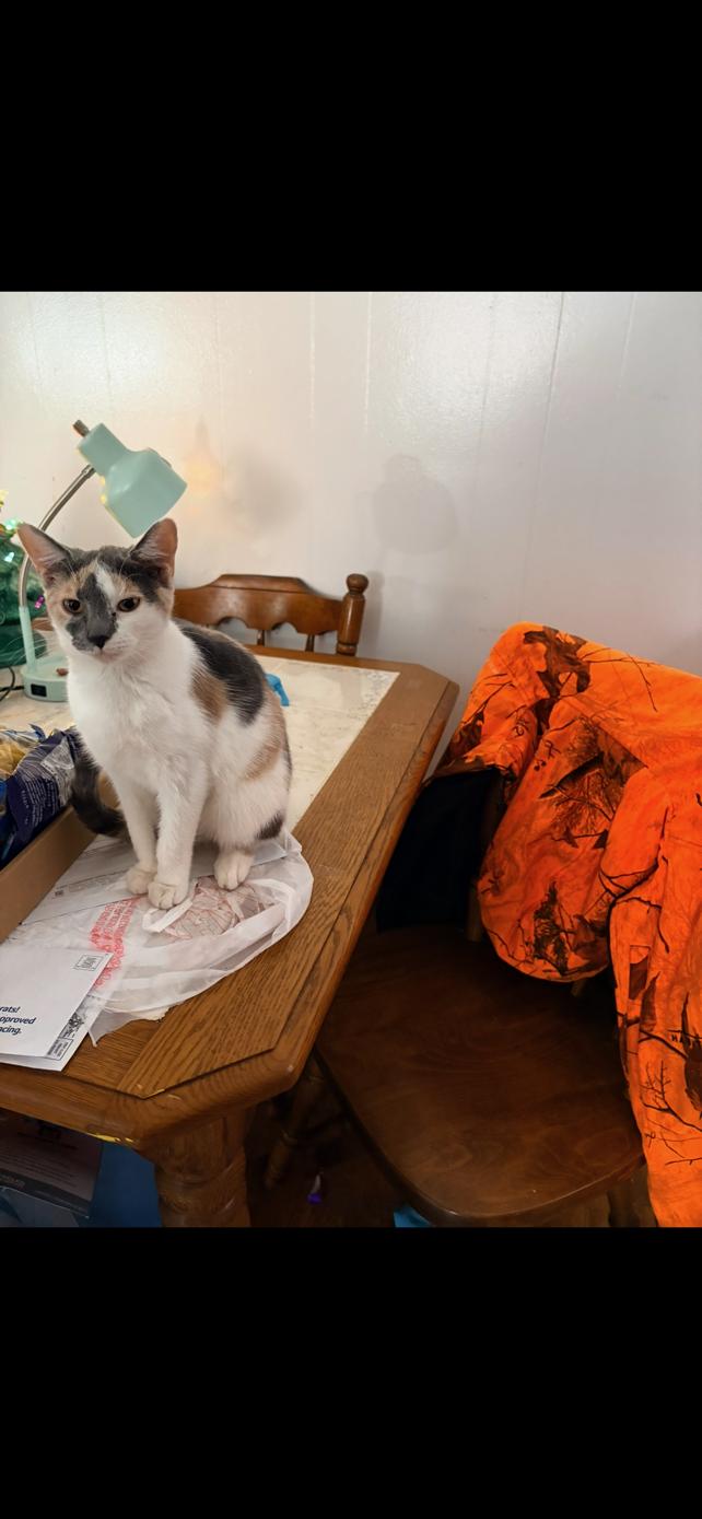 Enlarge Maple, a Adopted Domestic Short Hair in Elkins, WV image 1/2