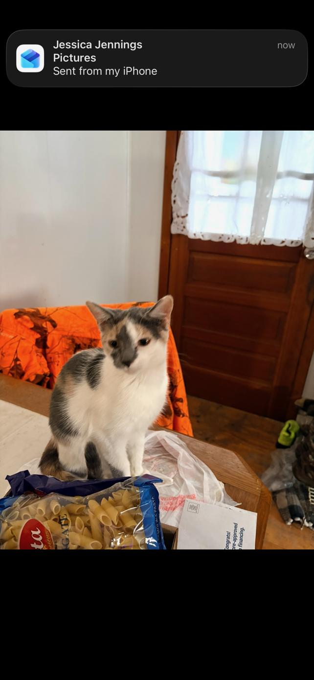 Enlarge Maple, a Adopted Domestic Short Hair in Elkins, WV image 2/2