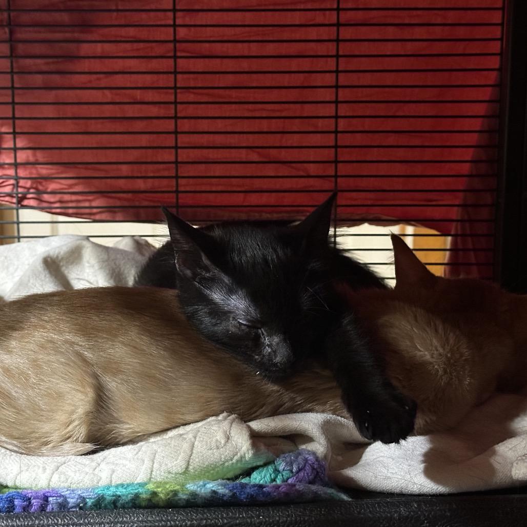 Sunny, Adoptable, Kitten Male Domestic Short Hair.