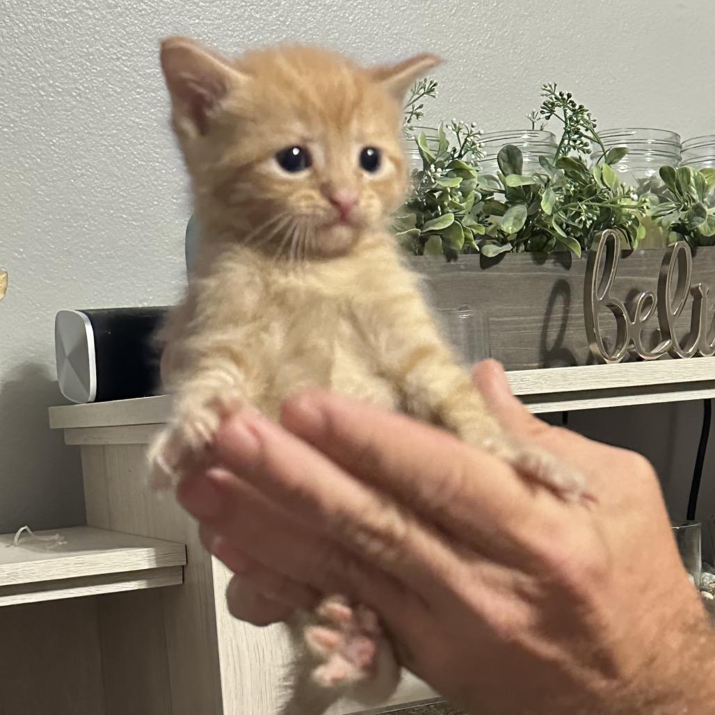 Sunny, a Adoptable Domestic Short Hair in Enterprise, AL image 2/6