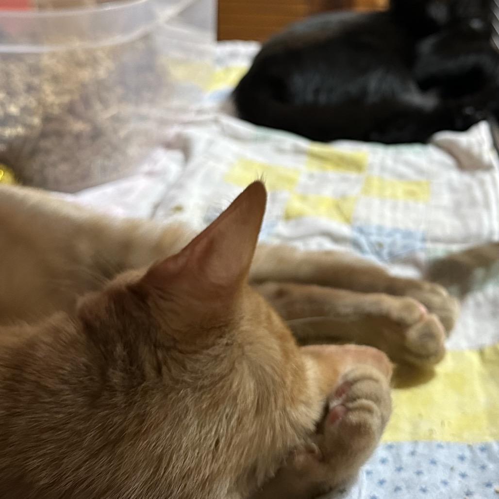 Sunny, a Adoptable Domestic Short Hair in Enterprise, AL image 4/6