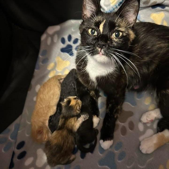 Sunny, a Adoptable Domestic Short Hair in Enterprise, AL image 5/6