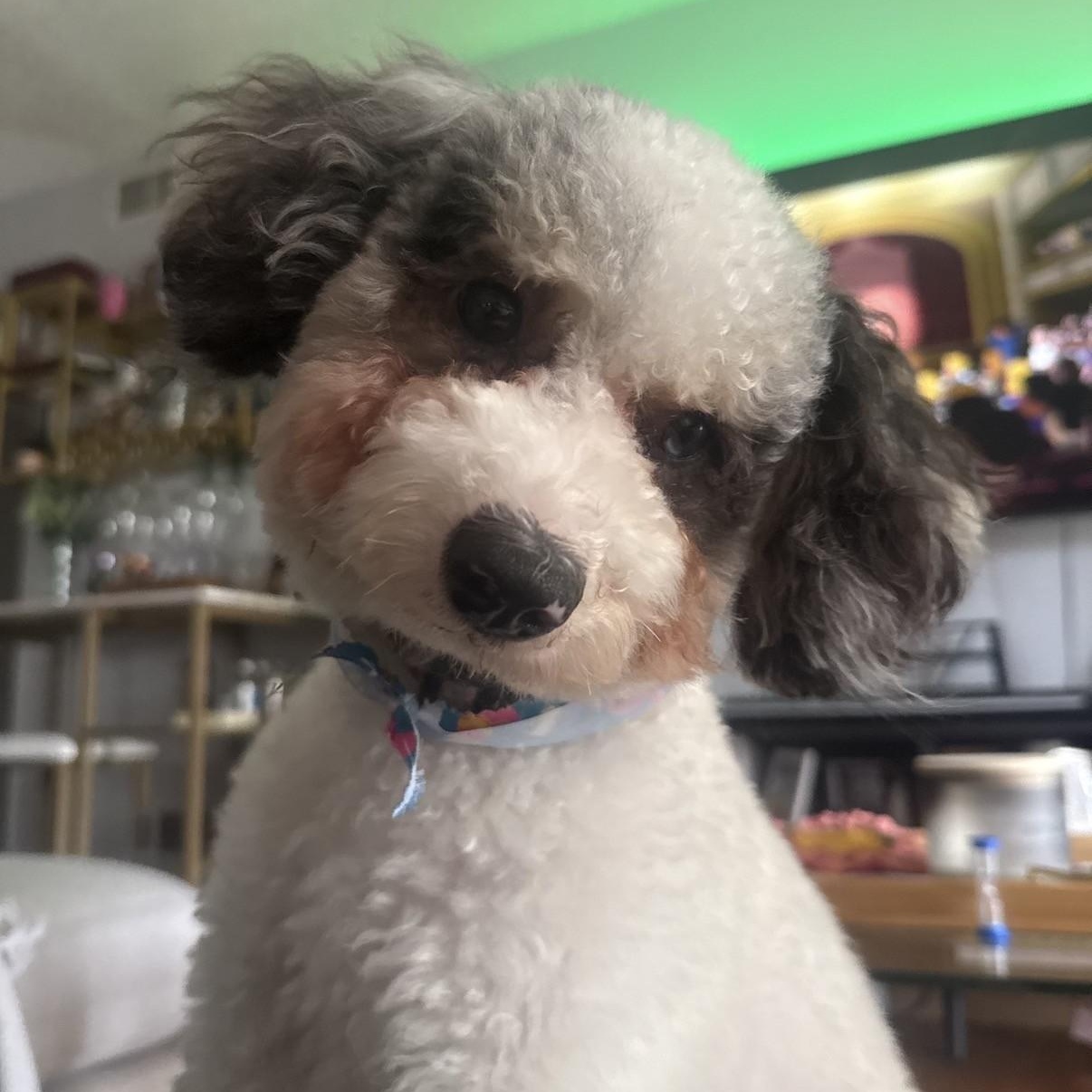 Enlarge Bluey, an adopted Aussiedoodle in Boca Raton, FL image 4/6