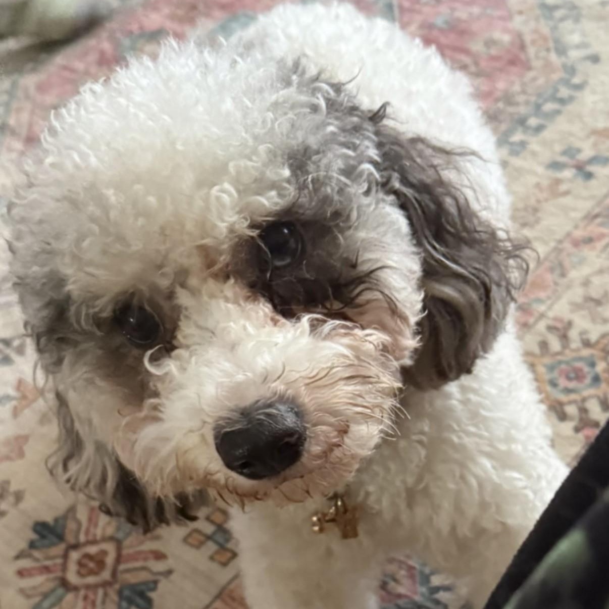 Enlarge Bluey, an adopted Aussiedoodle in Boca Raton, FL image 2/6