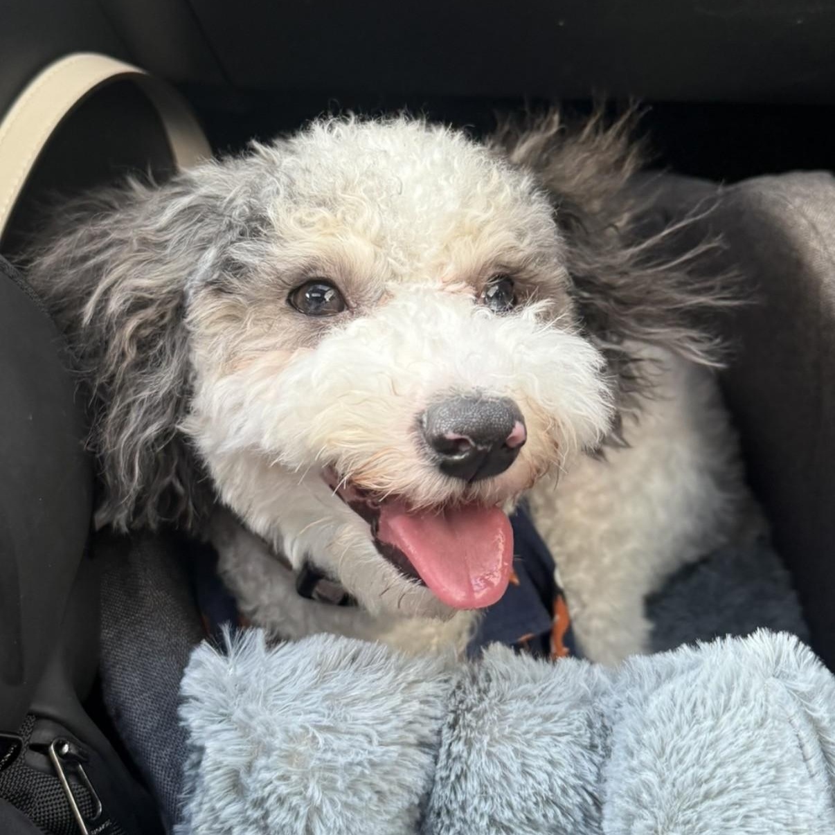 Enlarge Bluey, an adopted Aussiedoodle in Boca Raton, FL image 5/6