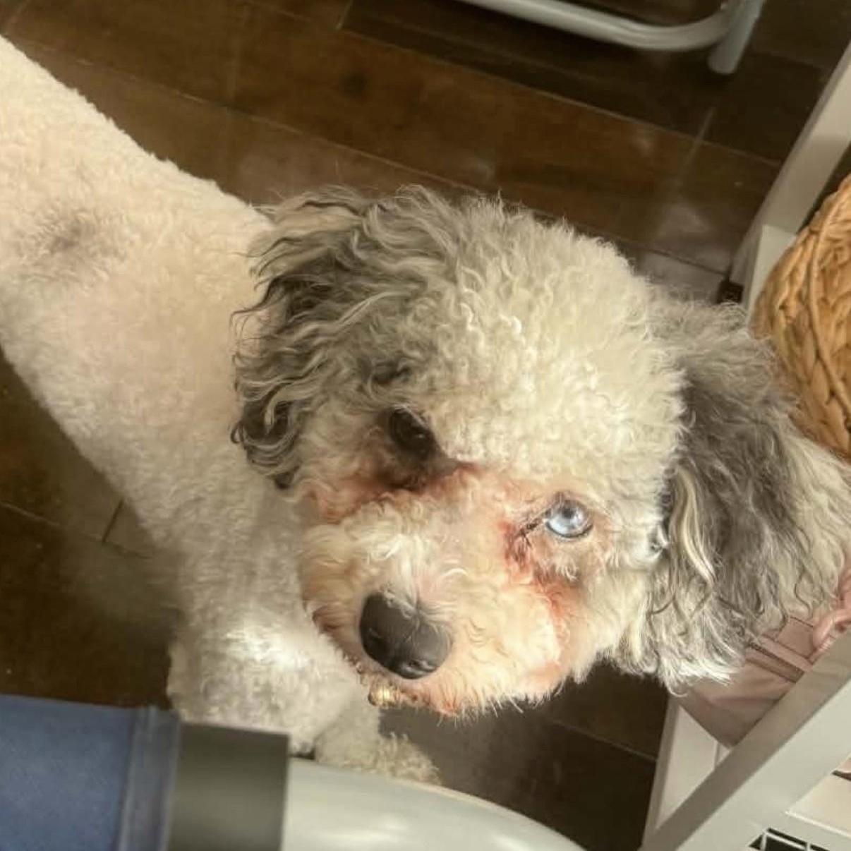 Enlarge Bluey, an adopted Aussiedoodle in Boca Raton, FL image 3/6