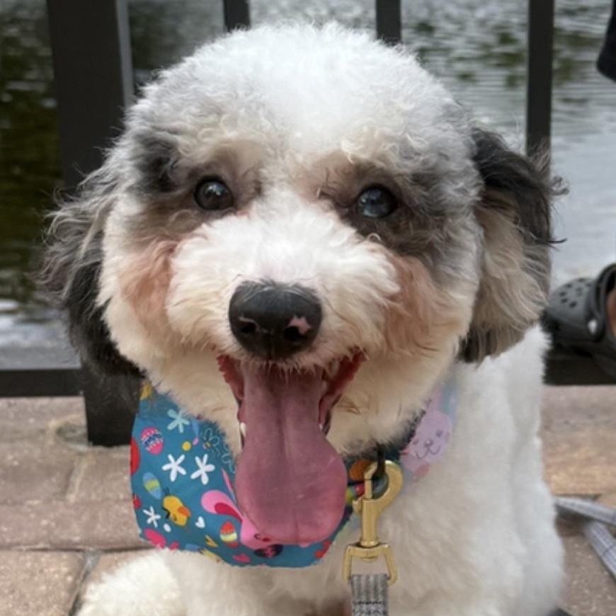 Enlarge Bluey, an adopted Aussiedoodle in Boca Raton, FL image 6/6
