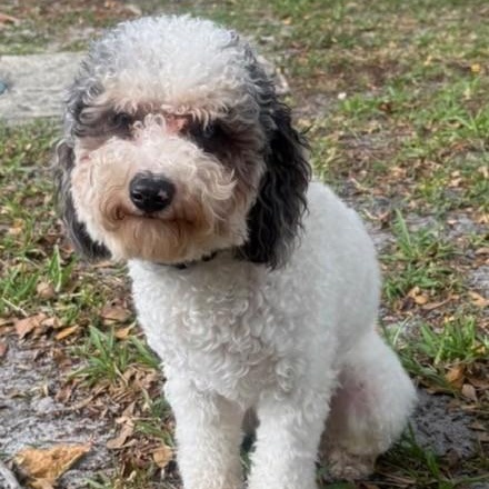 Bluey, adopted, Young Male Aussiedoodle.