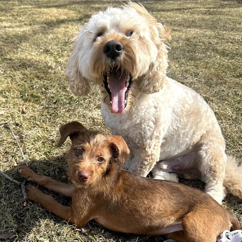 Zeeva, Adoptable, Puppy Female Wirehaired Terrier & Mixed Breed.