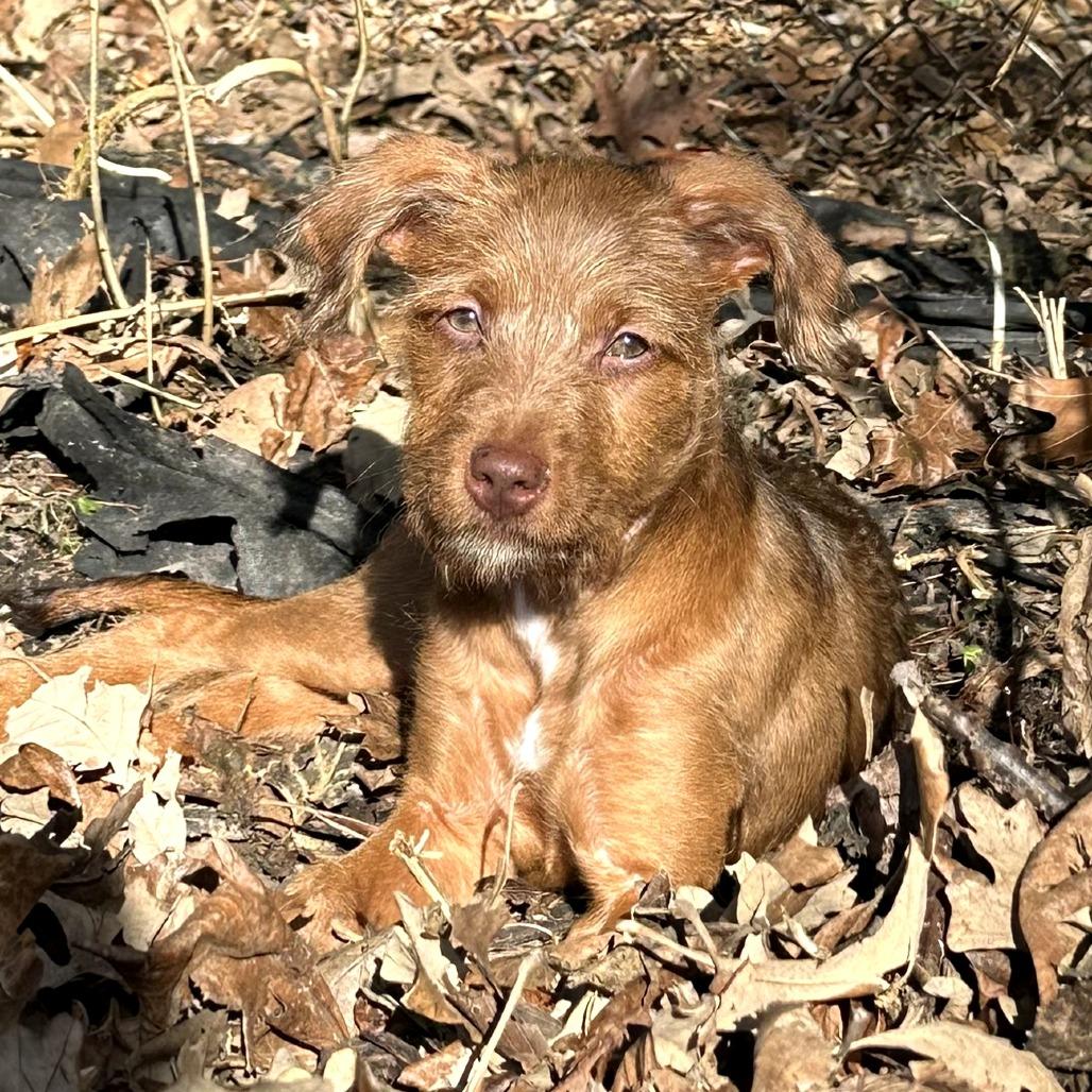 Enlarge Zeeva, a Adoptable mixed breed in St. Paul, MN image 2/5