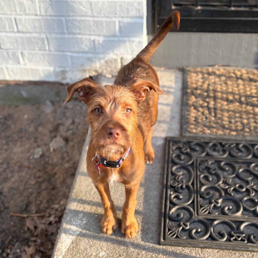 Zeeva, Adoptable, Puppy Female Wirehaired Terrier & Mixed Breed.