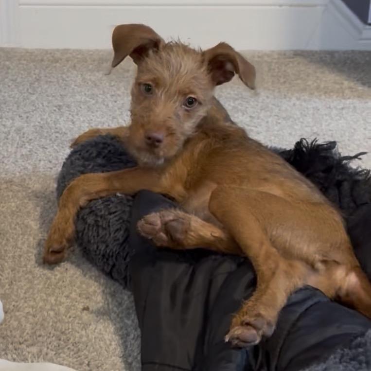 Enlarge Zeeva, a Adoptable mixed breed in St. Paul, MN image 2/6