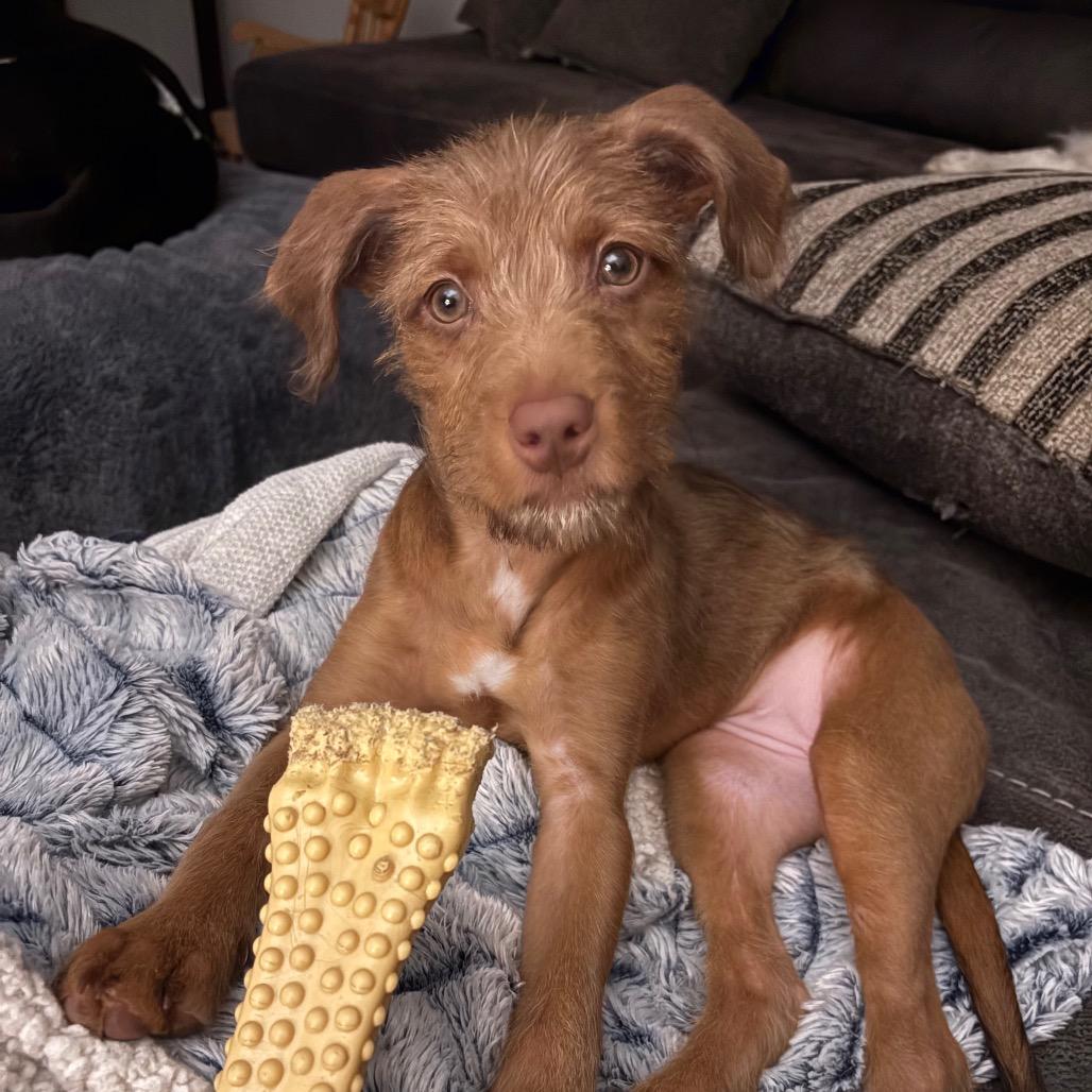 Enlarge Zeeva, a Adoptable mixed breed in St. Paul, MN image 3/6