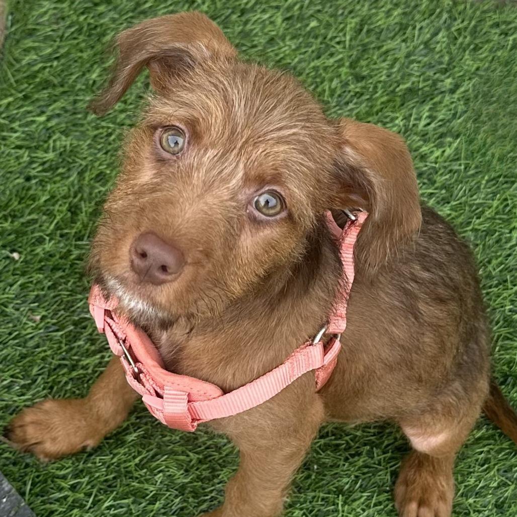 Enlarge Zeeva, a Adoptable mixed breed in St. Paul, MN image 3/5