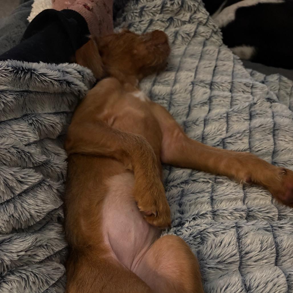 Enlarge Zeeva, a Adoptable mixed breed in St. Paul, MN image 4/6