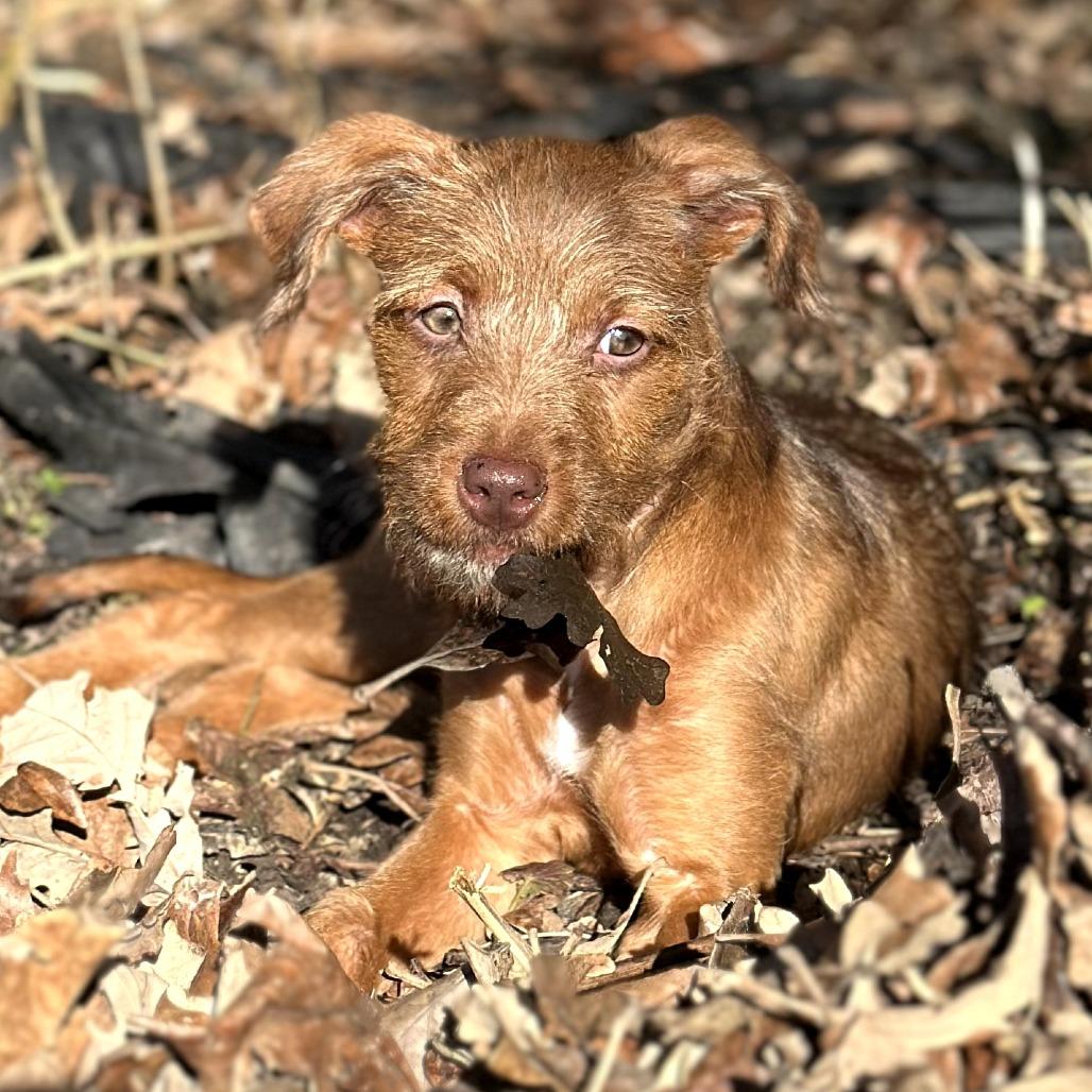 Enlarge Zeeva, a Adoptable mixed breed in St. Paul, MN image 4/5