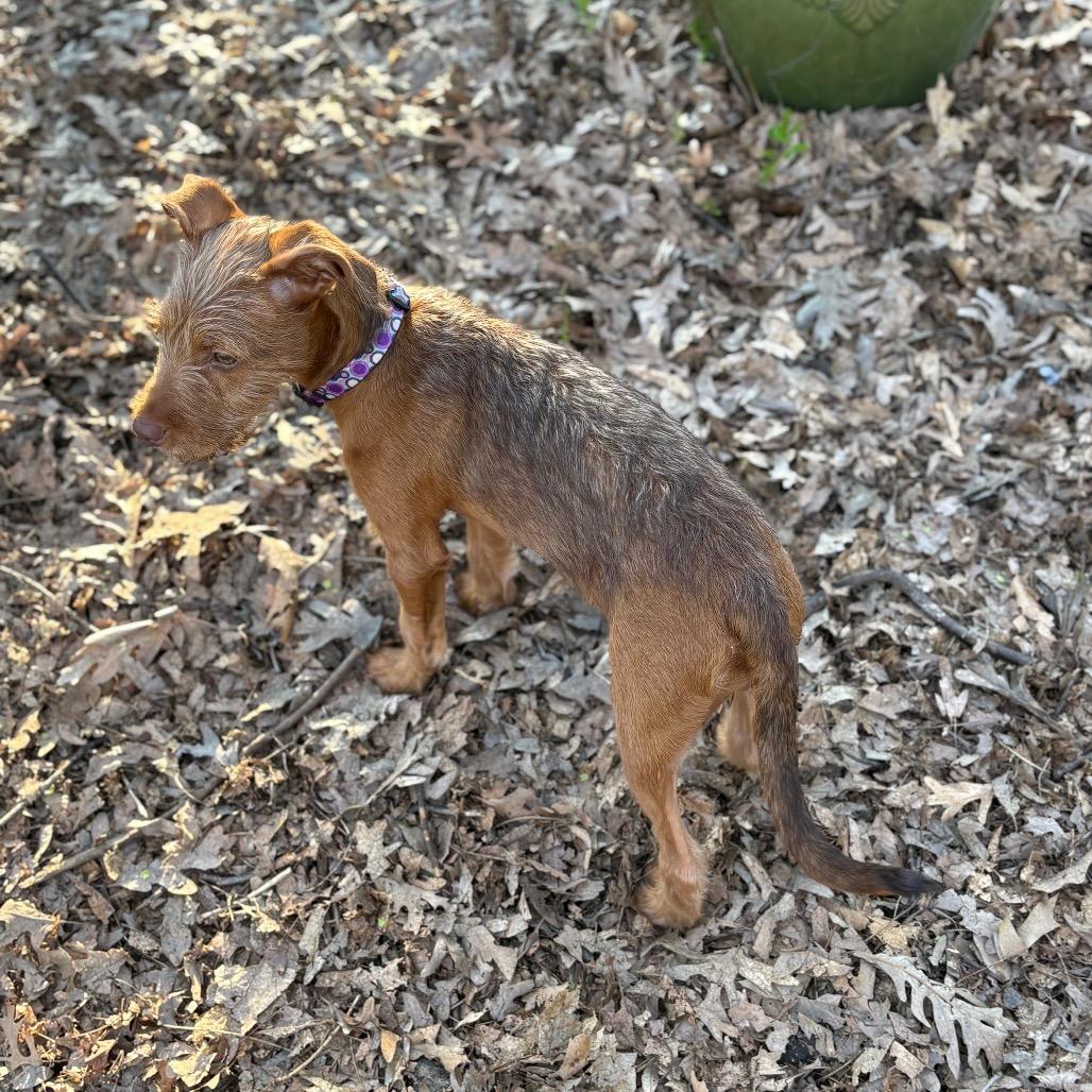 Enlarge Zeeva, a Adoptable mixed breed in St. Paul, MN image 5/6