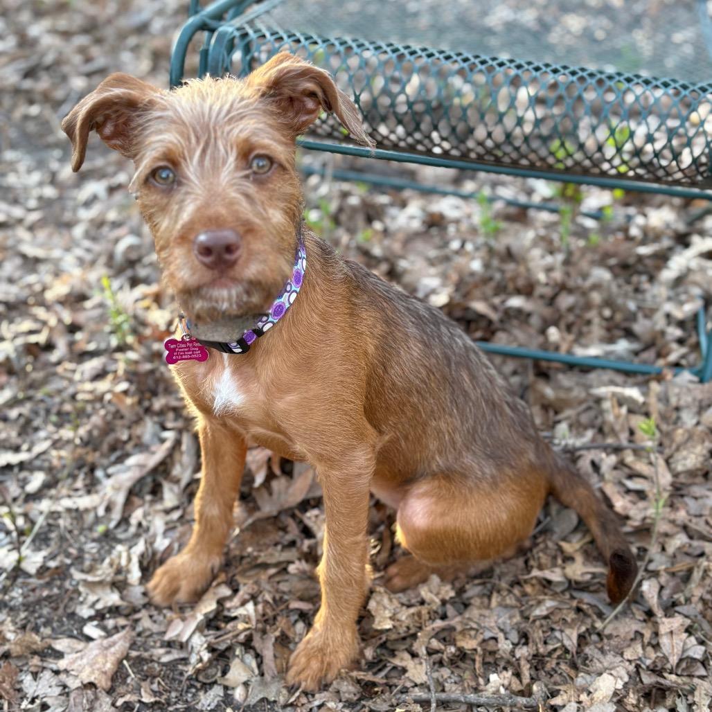 Enlarge Zeeva, a Adoptable mixed breed in St. Paul, MN image 6/6