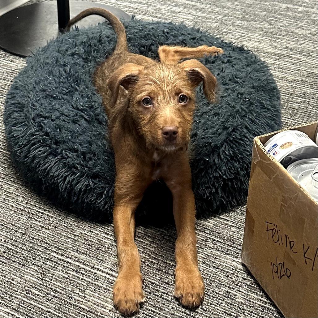 Enlarge Zeeva, a Adoptable mixed breed in St. Paul, MN image 5/5