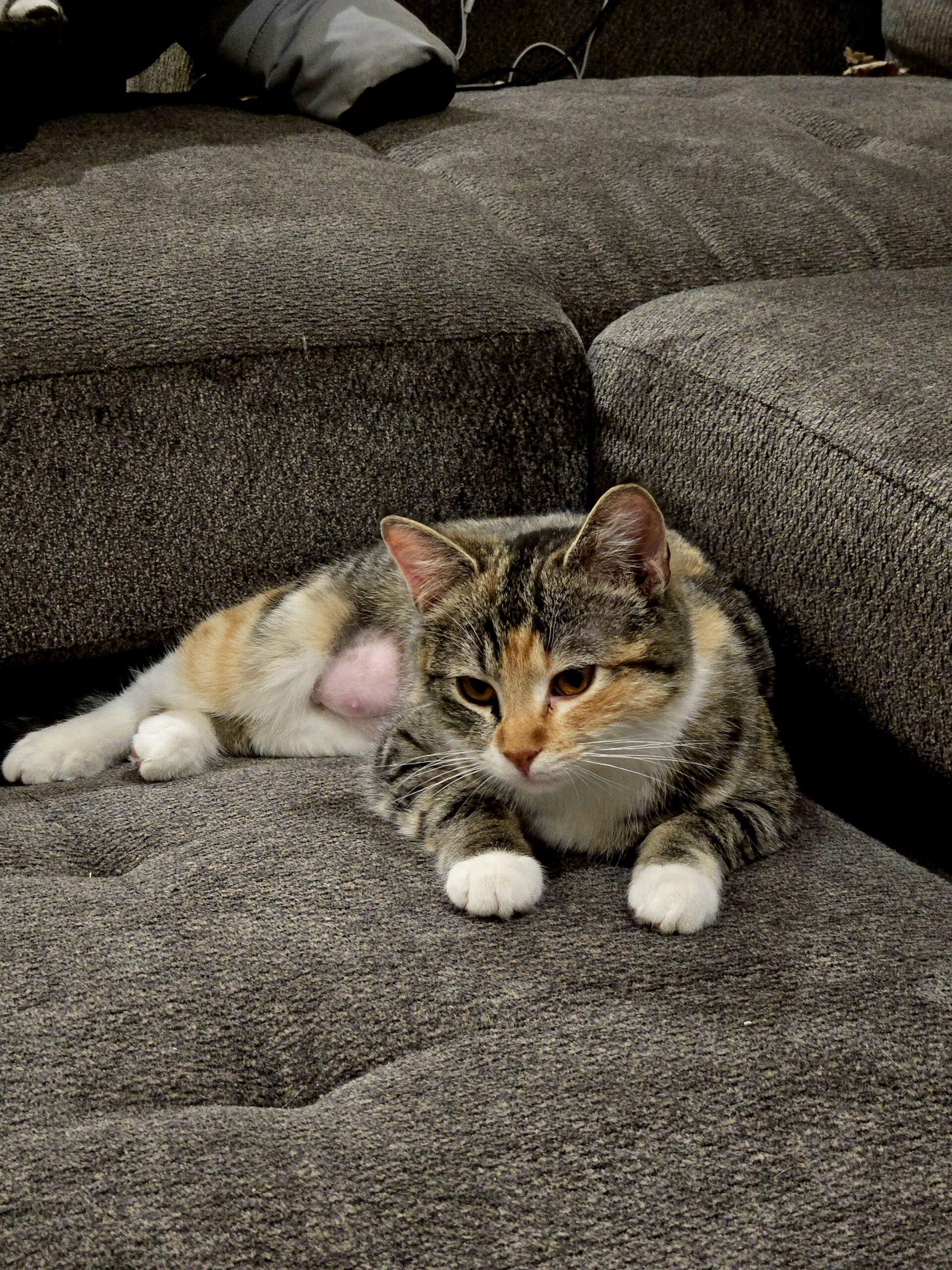 Enlarge Parekh, an adopted Domestic Short Hair in Calgary, AB image 1/3