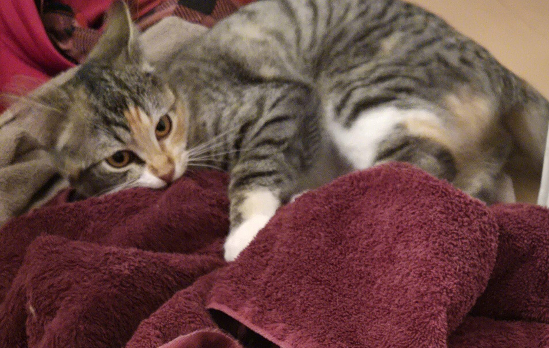 Enlarge Parekh, an adopted Domestic Short Hair in Calgary, AB image 2/3