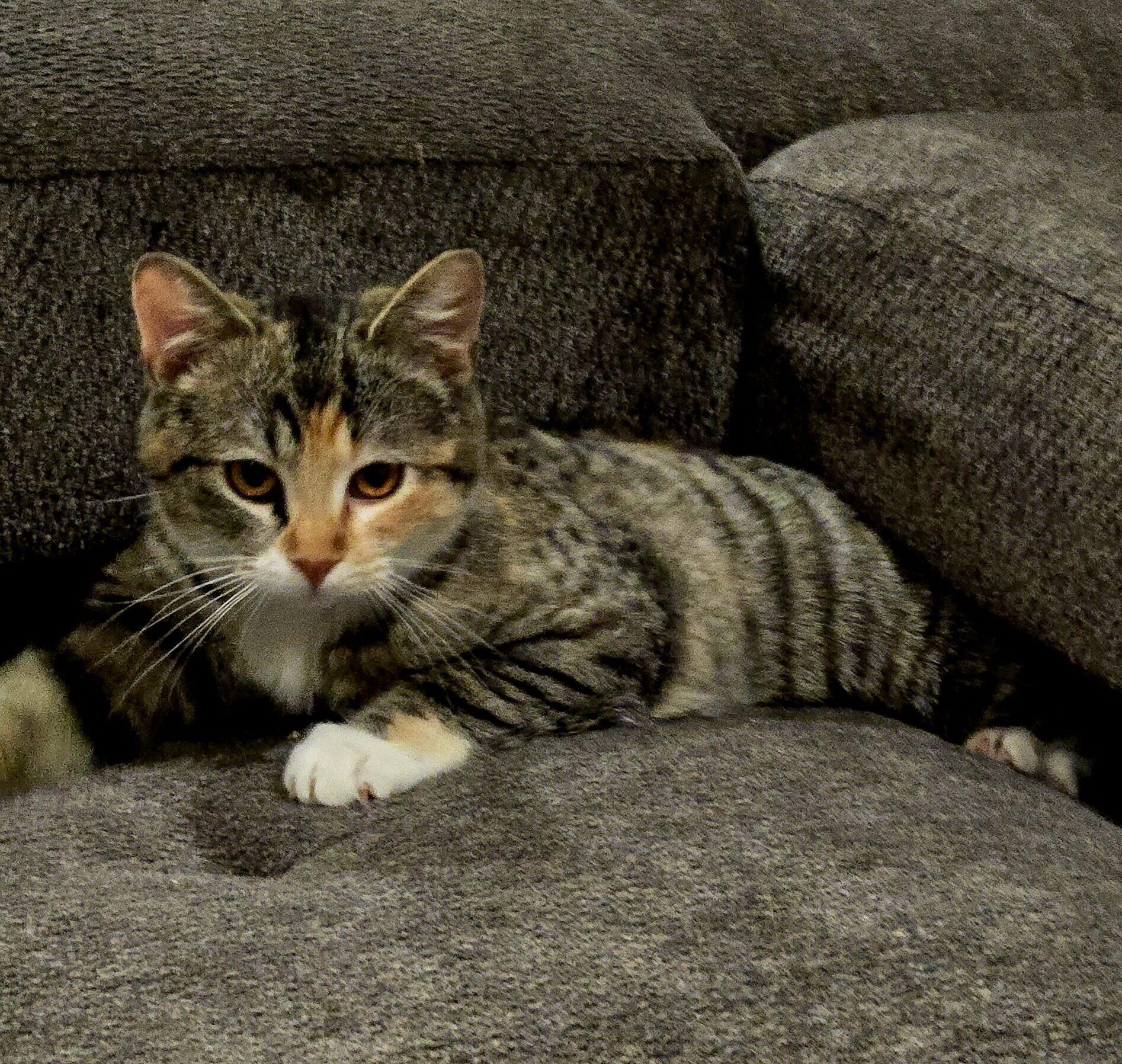 Enlarge Parekh, an adopted Domestic Short Hair in Calgary, AB image 3/3