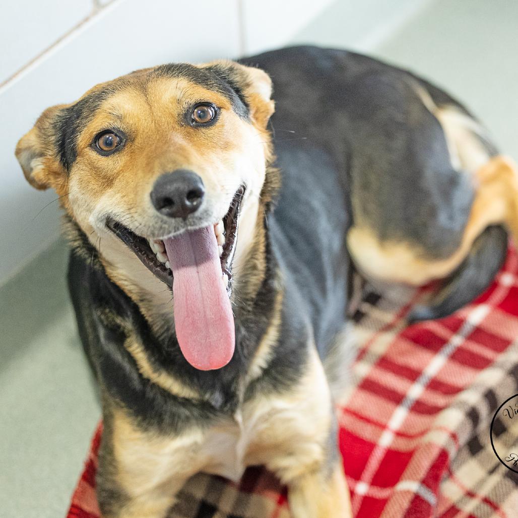 Peaches, Adoptable, Young Female Shepherd & Mixed Breed.