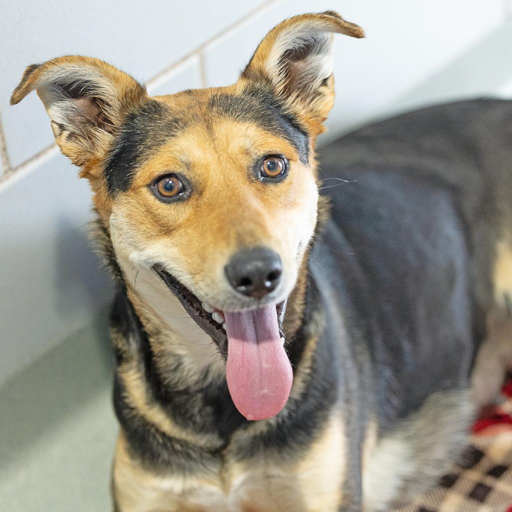 Enlarge Peaches, a Adoptable mixed breed in Abilene, TX image 2/5