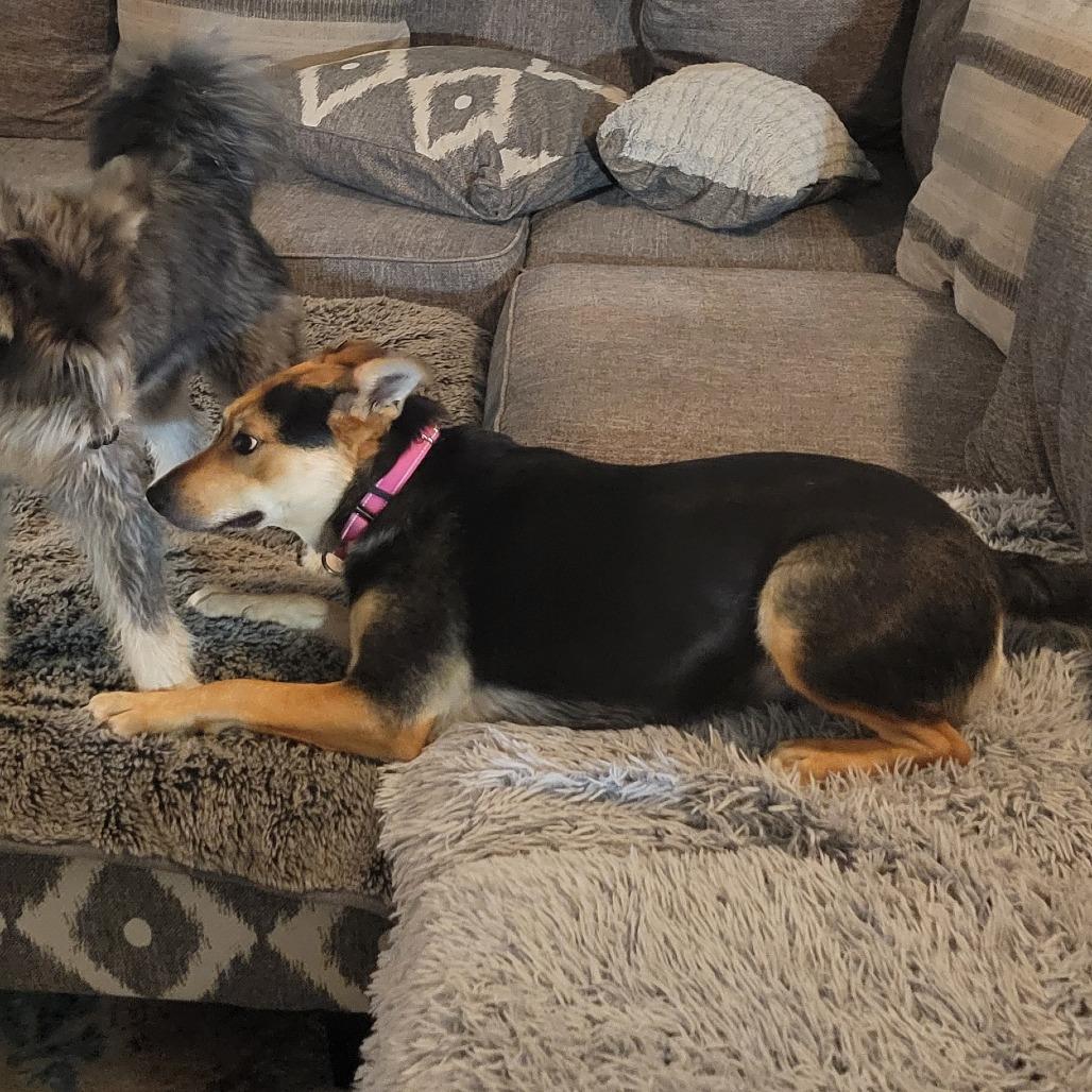 Enlarge Peaches, a Adoptable mixed breed in Abilene, TX image 3/6