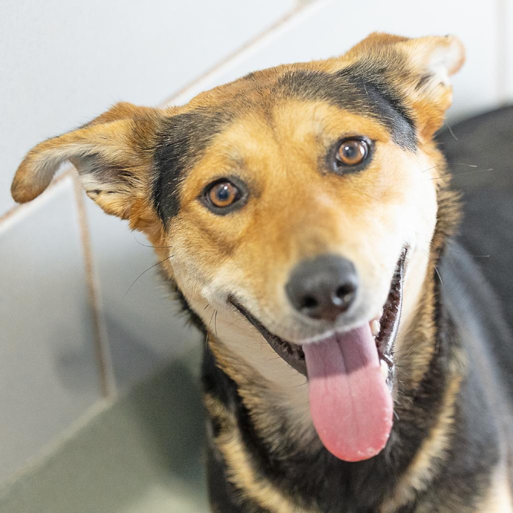 Enlarge Peaches, a Adoptable mixed breed in Abilene, TX image 3/5