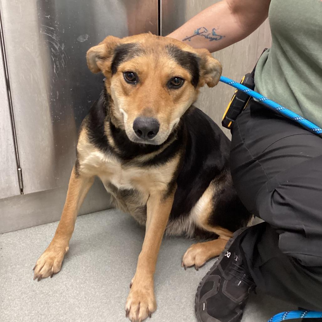 Enlarge Peaches, a Adoptable mixed breed in Abilene, TX image 4/5