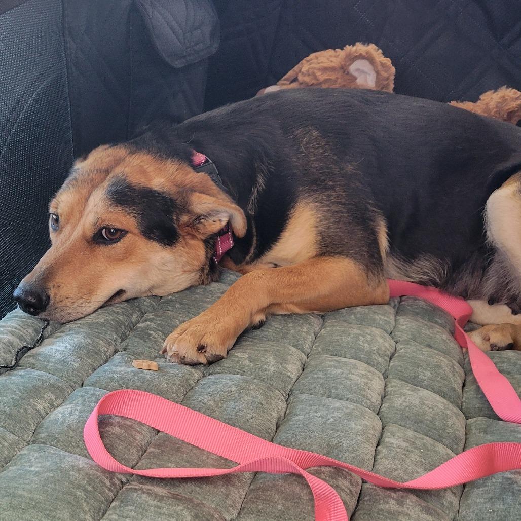 Enlarge Peaches, a Adoptable mixed breed in Abilene, TX image 5/5