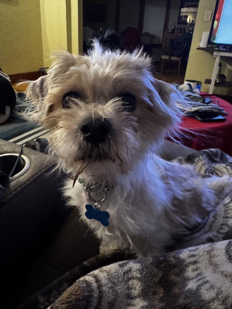 Penny, Adoptable, Adult Male Shih Tzu.