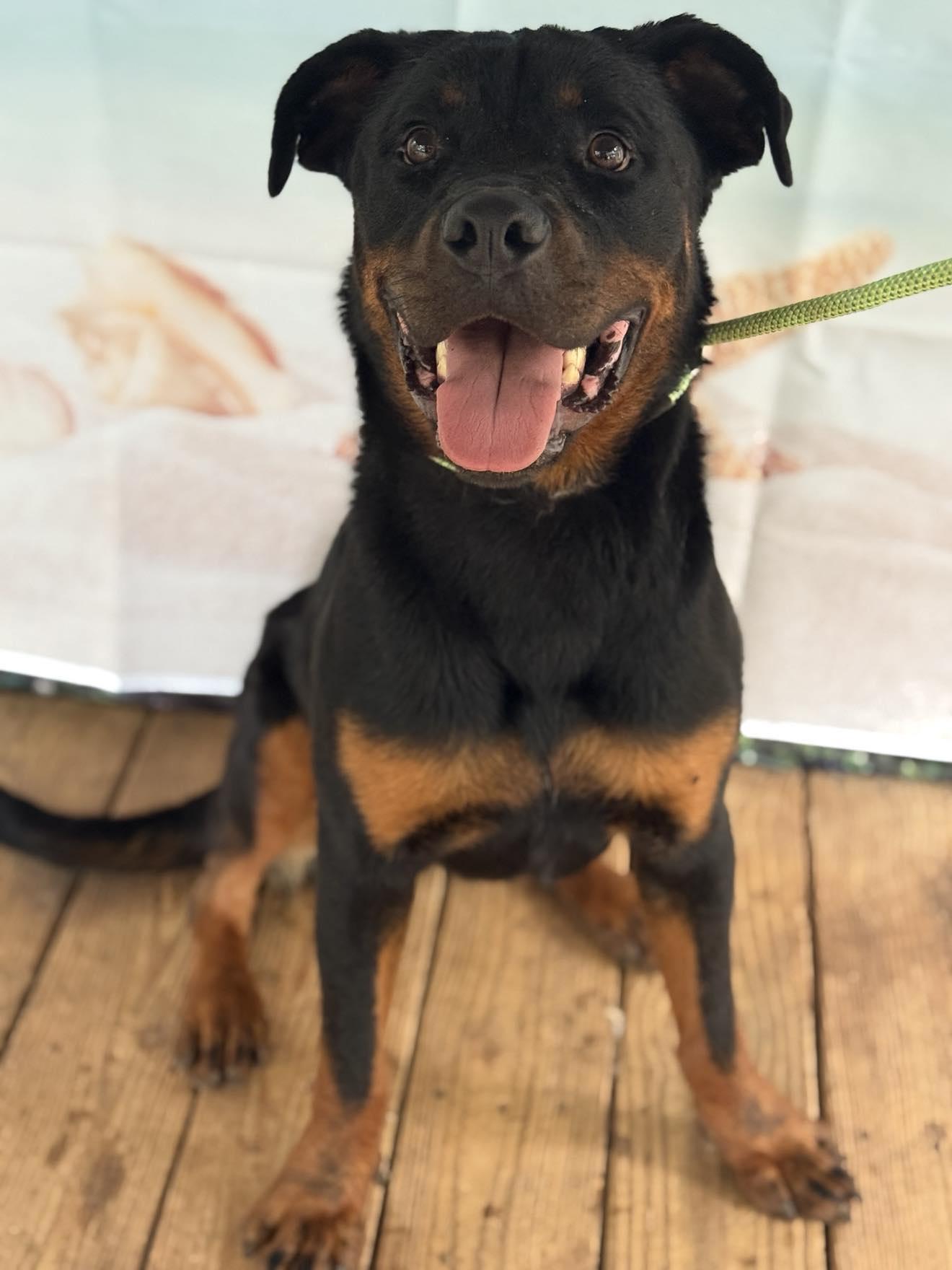 Chipper - Foster needed!, a Adopted Rottweiler in Hillsboro, NH image 1/2