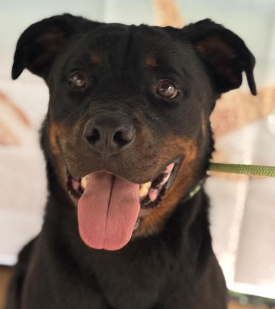 Chipper - Foster needed!, a Adopted Rottweiler in Hillsboro, NH image 2/2