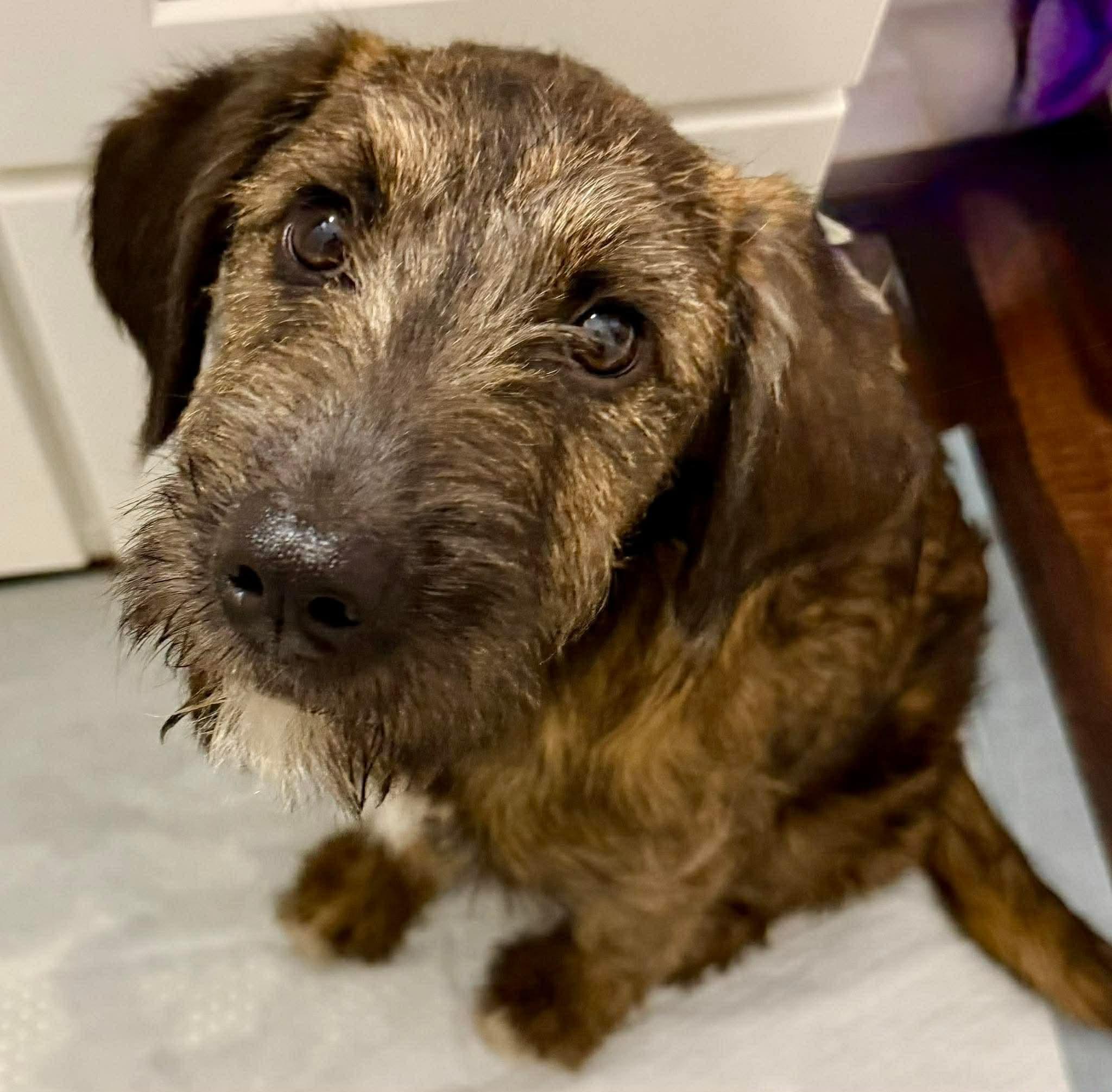 Brie, Adoptable, Puppy Female Irish Wolfhound & German Wirehaired Pointer.