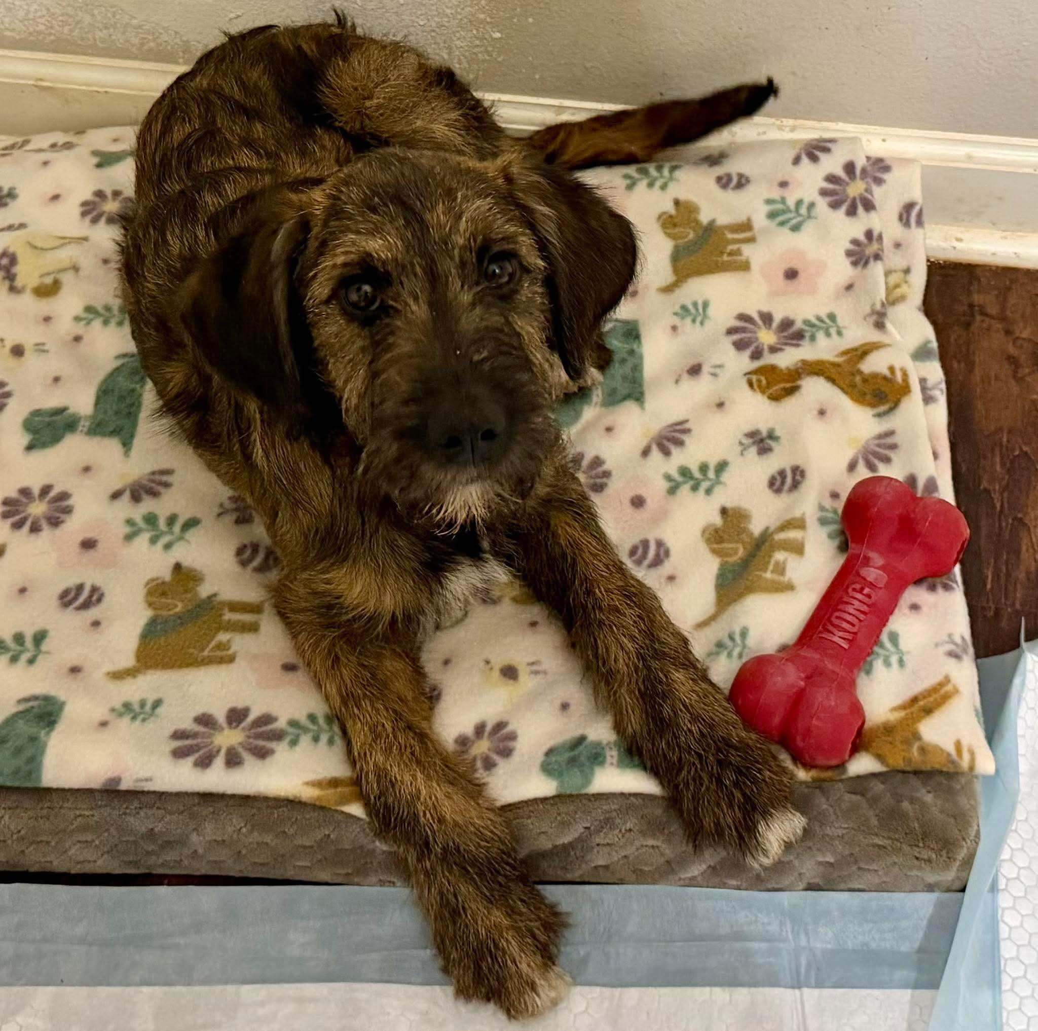 Enlarge Brie, a Adoptable mixed breed in New Baltimore, MI image 2/3