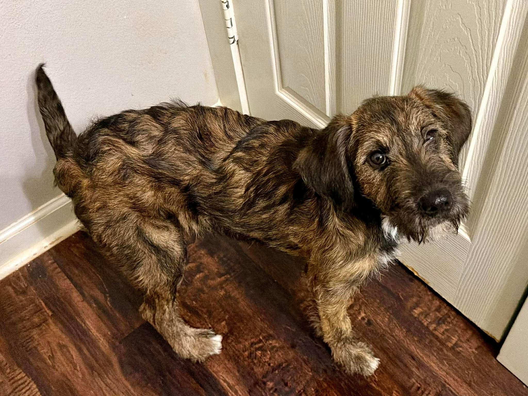 Enlarge Brie, a Adoptable mixed breed in New Baltimore, MI image 3/3